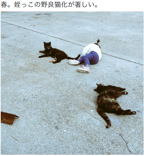 yorozuna:maxさんはTwitterを使っています: “春。姪っこの野良猫化が著しい。...