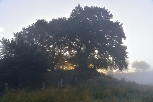 90377:Brunsholmer Morgennebel; Bergenhusen, Stapelholm by...