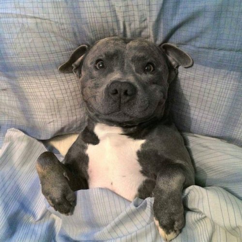 babyanimalgifs:here’s a collection of smiling pitbulls