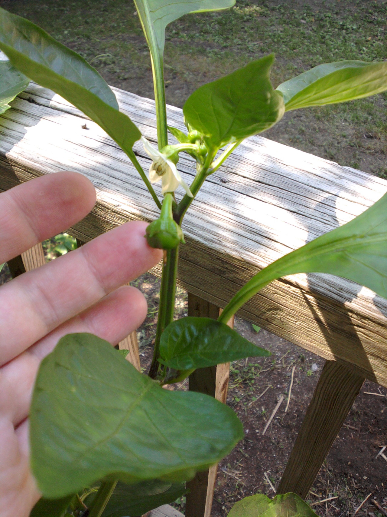 teeny-tiny green bell pepper growing underneath a pepper blossom