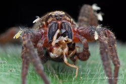 @Spiders And Beetles And Moths, Oh My!