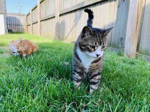 cutecatpics