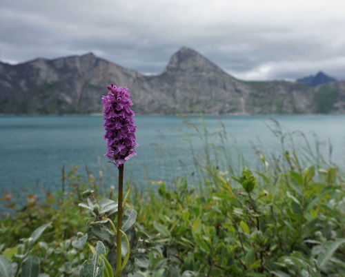 90377:Mefjorden, Senja by Mad Elg