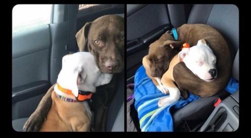awwchive