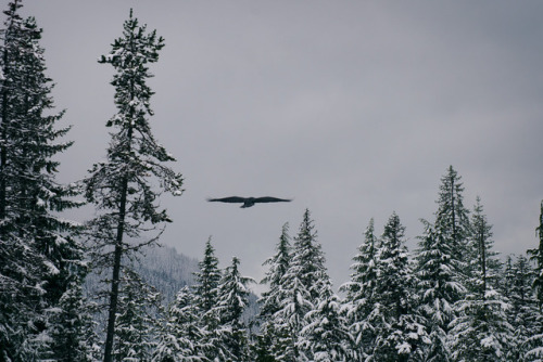 90377:mount hood forest by Josh Taylor