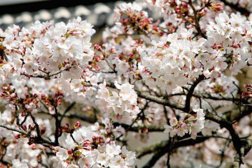 minuga-hana:The blossom was also a symbol of the Samurai,...