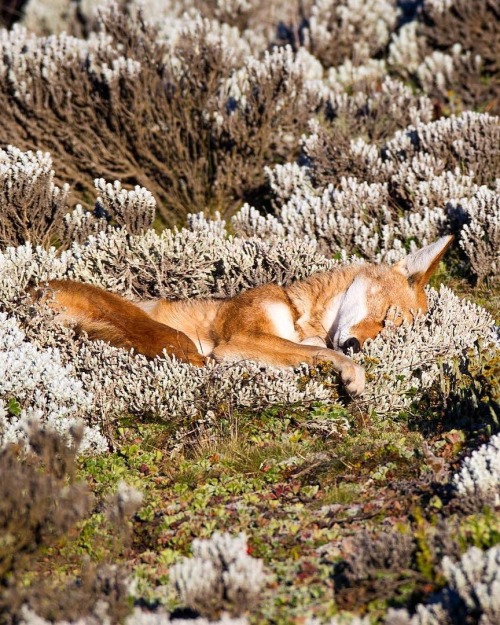 beautiful-wildlife:Ethiopian Wolf by Will Burrard-Lucas