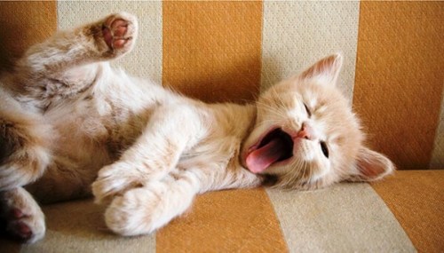 cute-n-adorable:Sleepy ❤️You yawned.