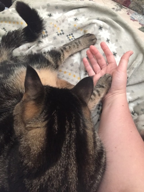 Do not move, human.