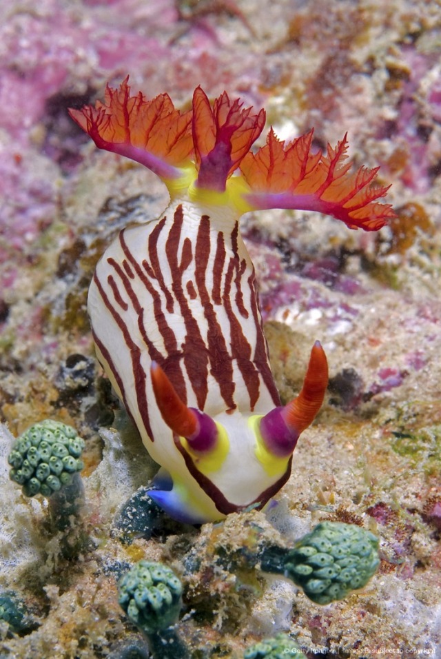 Image Detail For -Nudibranch Mollusk On Coral,...