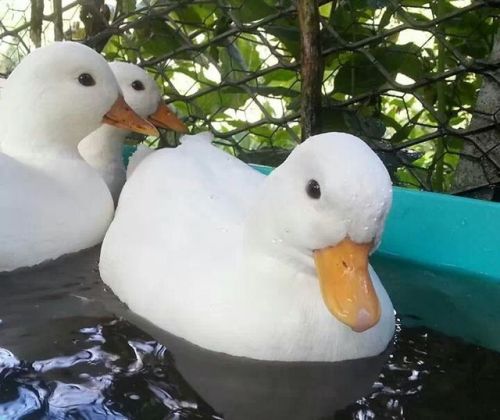 bunnycottage:call ducks are the cutest breed of duck moodboard