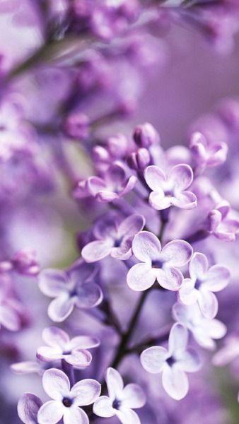 Aesthetic Lilac Images - The Home Garden