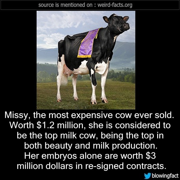 weird-facts-missy-the-most-expensive-cow-ever-sold-worth