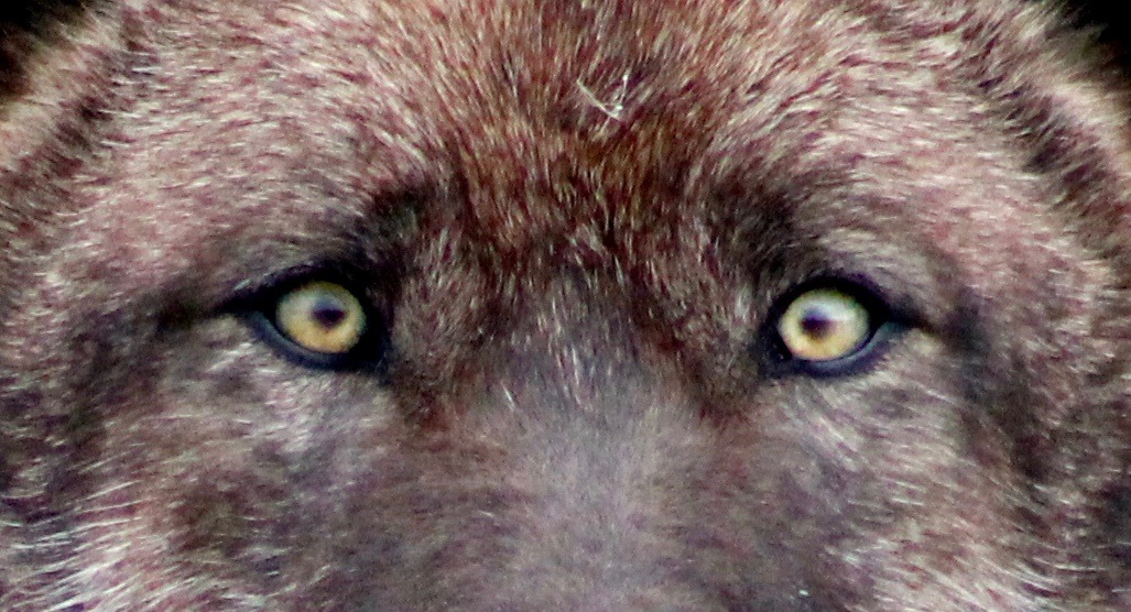 wolf eye colors