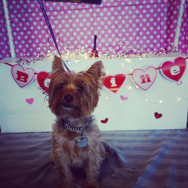 asiancwgrl:
“Happy Valentine’s Day from @SnoopysBF #happyvalentine #dogsofinstagram #pawsitivelypooched #yyc
”