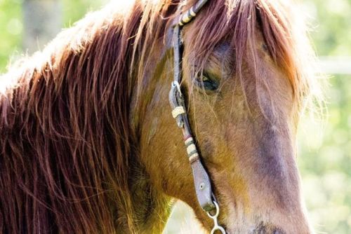 Beautiful horse in central Missouri 6818, Animal, Horse, Hair,...