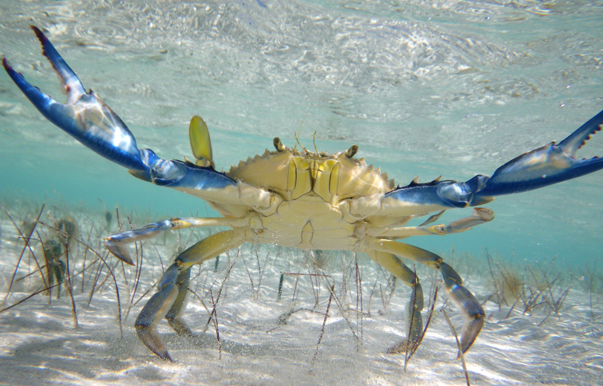 Actual Pokemons — Crabe bleu Ce crabe comestible est originaire de...