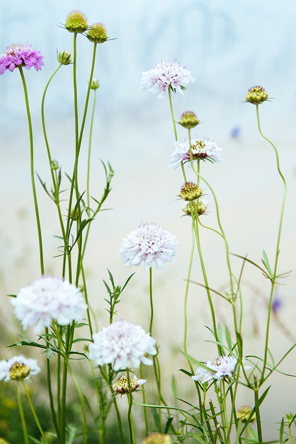 pinterest everything spring pinterest everything spring
