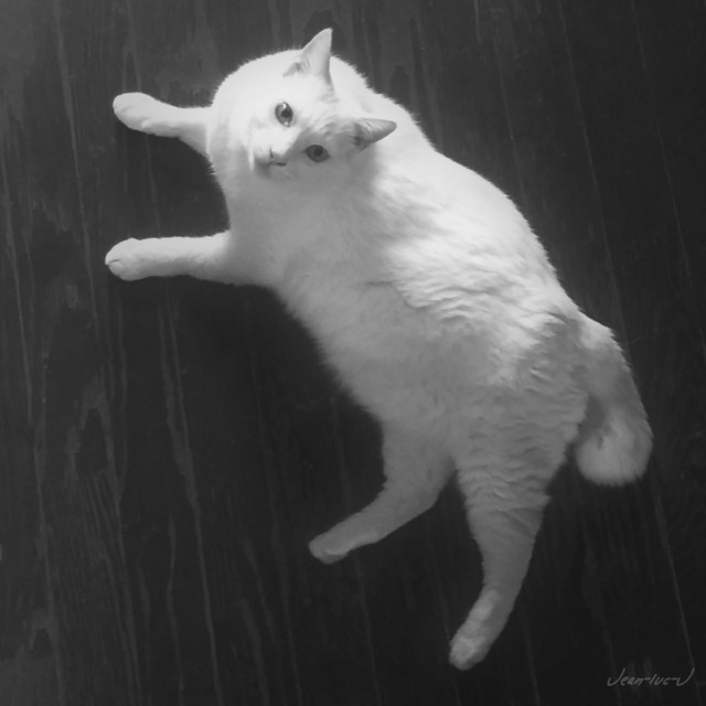 monochrome cat | Tumblr