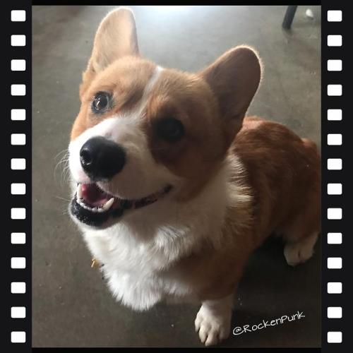 corgikistan:Can my corgi (Indy) get some votes on his first...