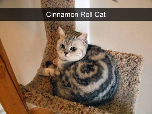 thattvfanlady:Purrecious cinnamon roll