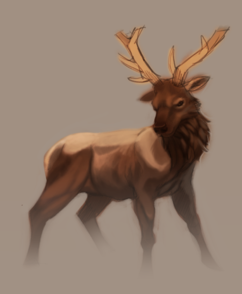 capuchin monkey deer caribou reindeer cougar panther study art doodle sketch sketchbook