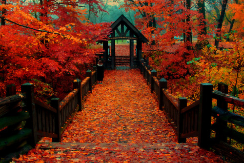 chillypepperhothothot:Autumn at the Bridge by Indy Kethdy on...