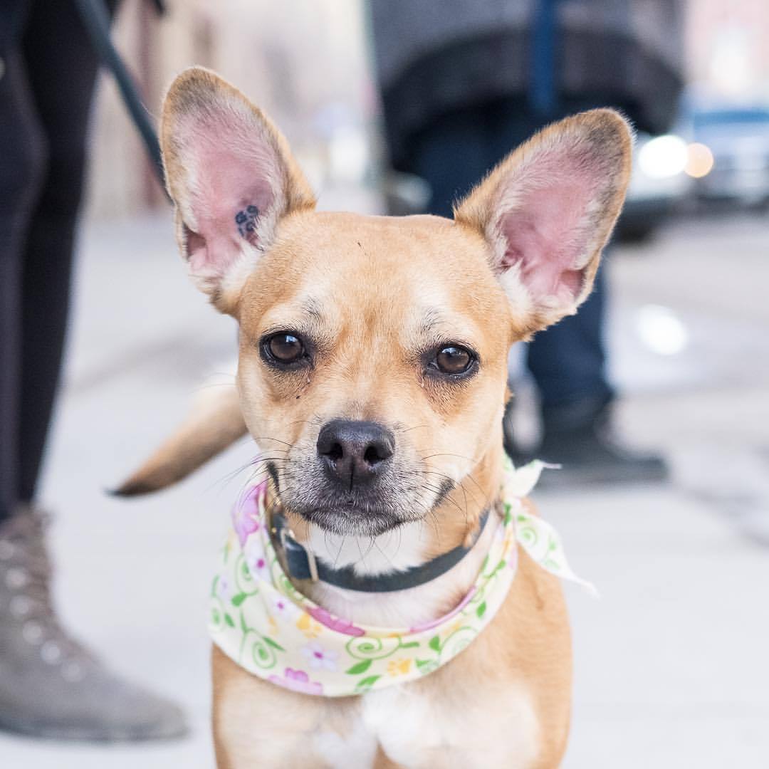 pozie Chihuahua And French Bulldog Mix