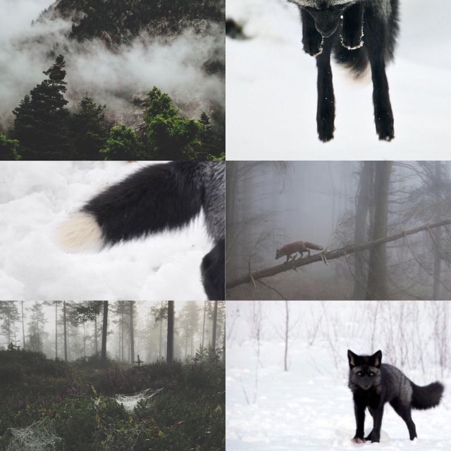 silver fox therian | Tumblr