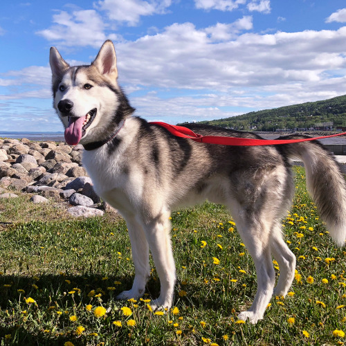 laikahusky