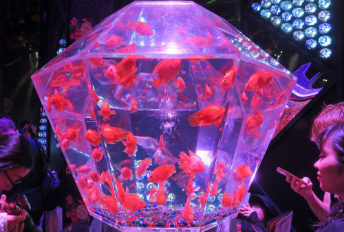 ninetail-fox:a goldfish bawl ,Nihonbashi