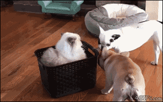 4gifs:
“Clyde, a Himalayan cat, watches with disdain as dogs struggle to unseat him. [video]
”