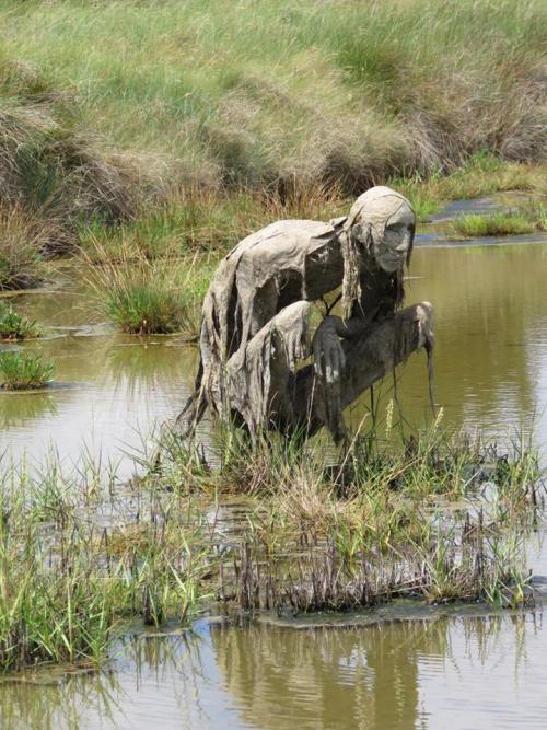 excited-dad:thefabulousweirdtrotters:Homo Algus, Marais de...