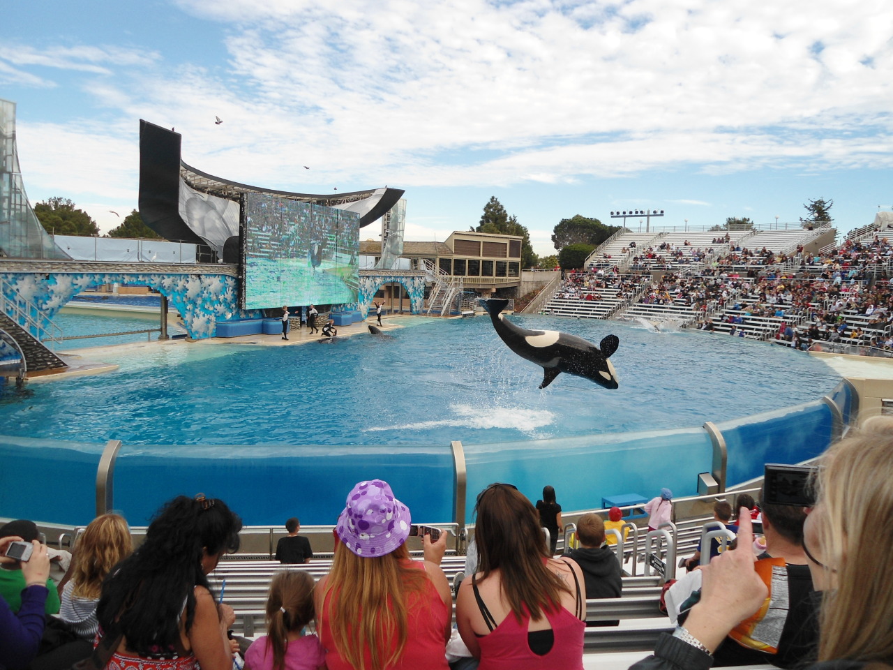 shamu pool float