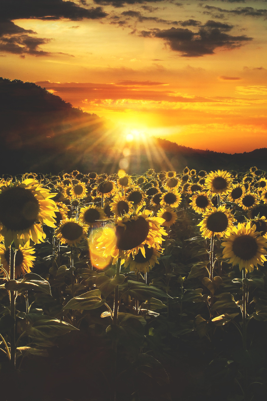 Country Whisper — lmmortalgod: Sunflowers at sunset by Nicodemo...