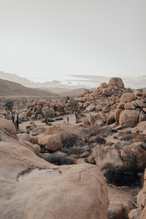 natalieallenco:Joshua Tree.