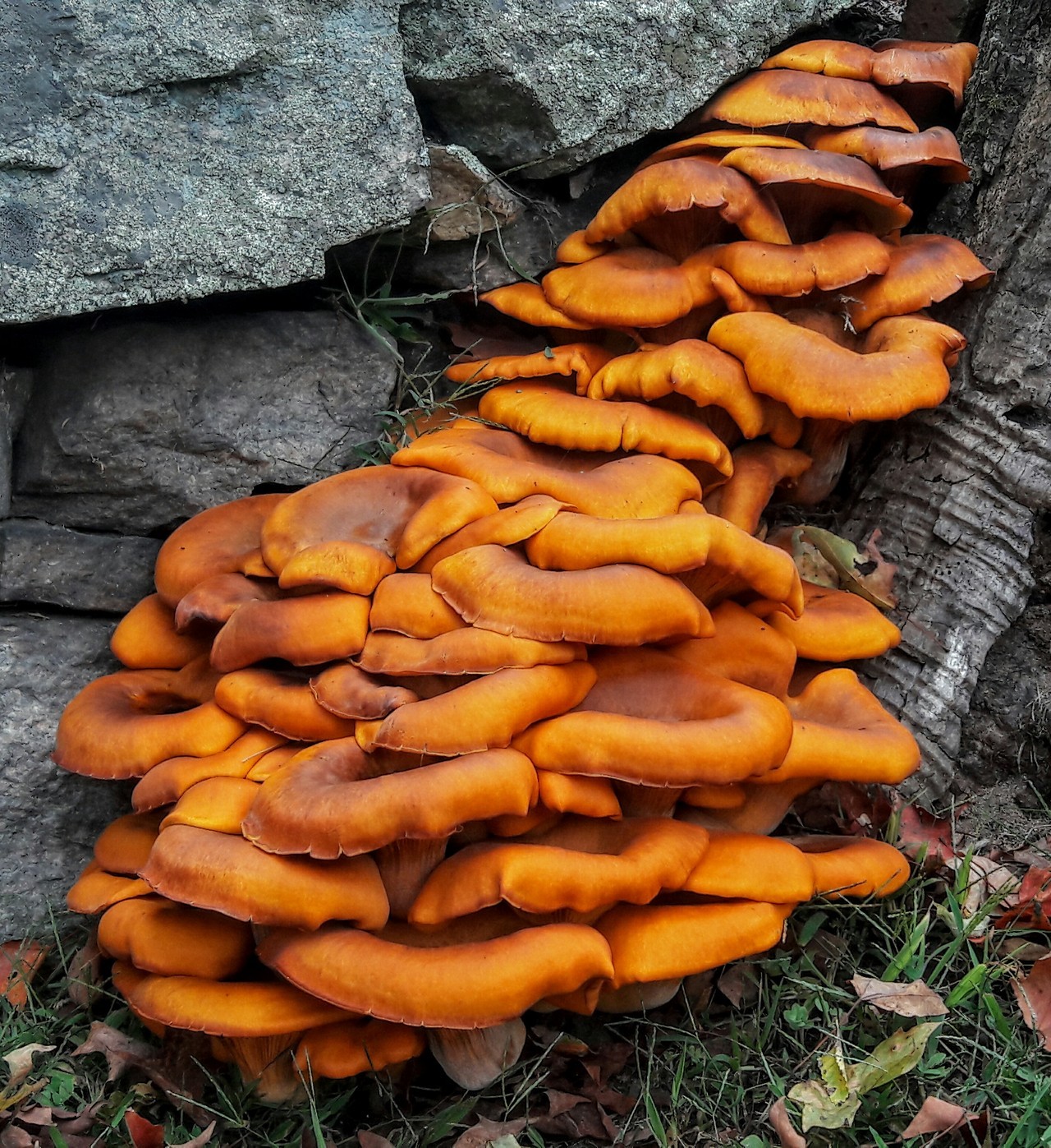 jack o lantern mushroom poisonous