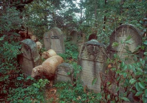 abandonedandurbex:Graveyard with sheep in Poland, 1981...