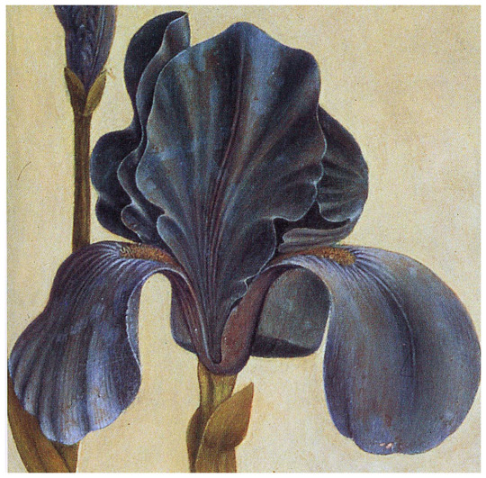 Troiana Iris (Detail), Albrecht Durer