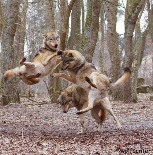 sifu-taichi-kungfu:Kung fu. Wow. They can all Kung fu....