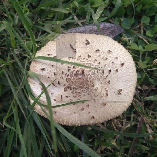 toadstool mushroom fungus garden
