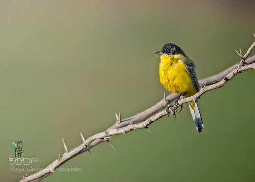 superbnature:Western Yellow Wagtail by khilarino...