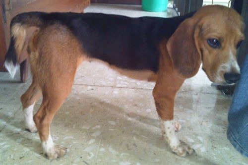 25+ Anjing beagle mix pom release
