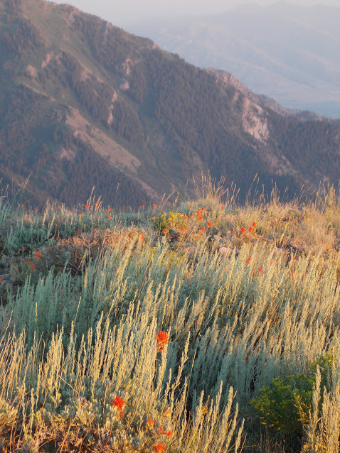 geographilic:Sagebrush and Indian paintbrush, Wellsville...