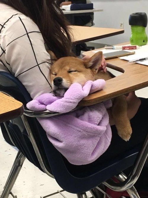 babyanimalgifs:When you take your dog to school