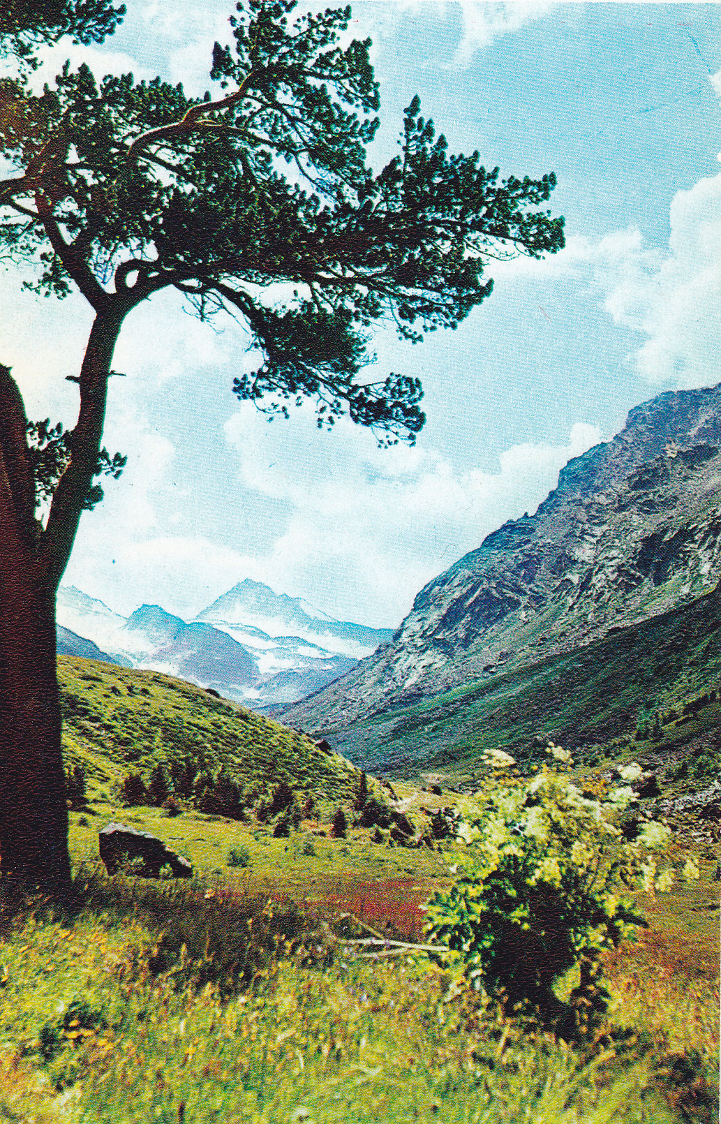 (From the “Flowers of the Mountains” postcard set, 1973)