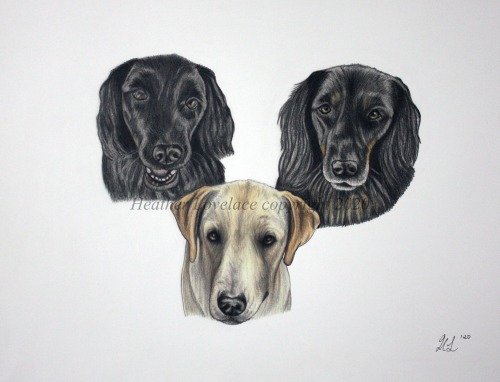 petportraitsbyheatherlovelace