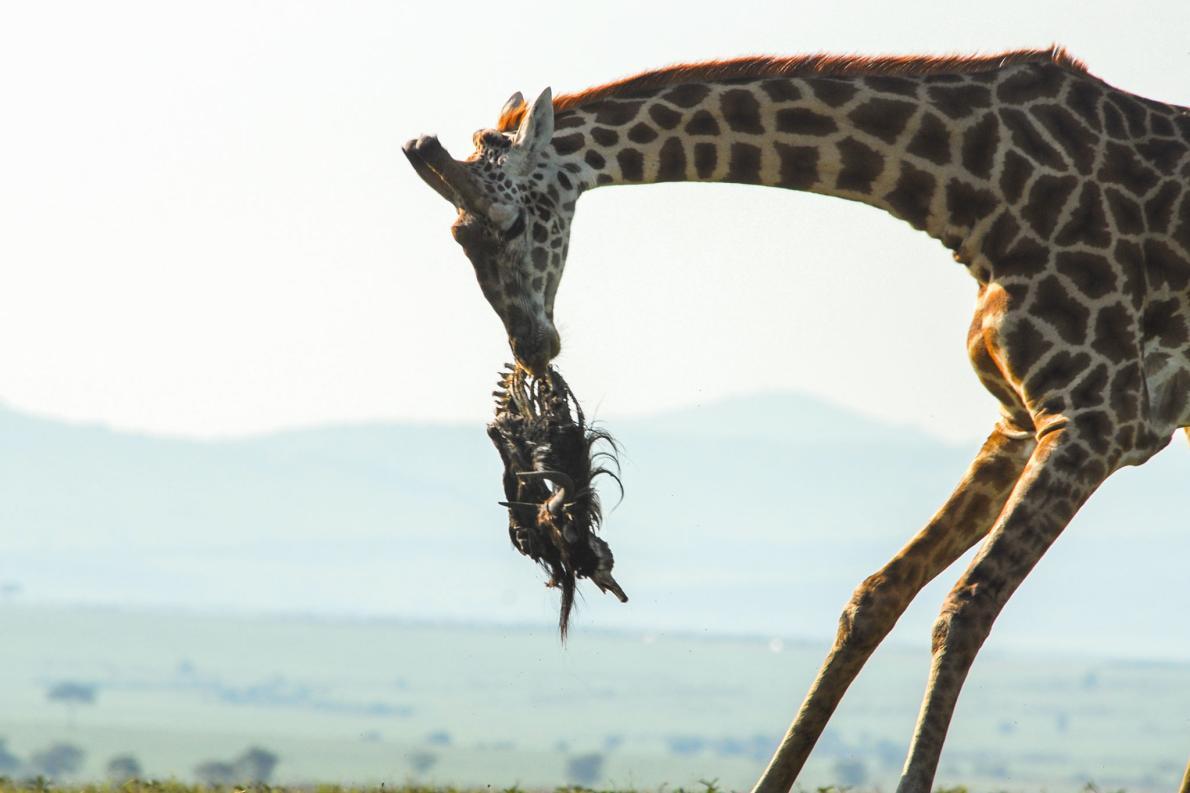 Giraffe Tosses Dead Wildebeest Around A giraffe...