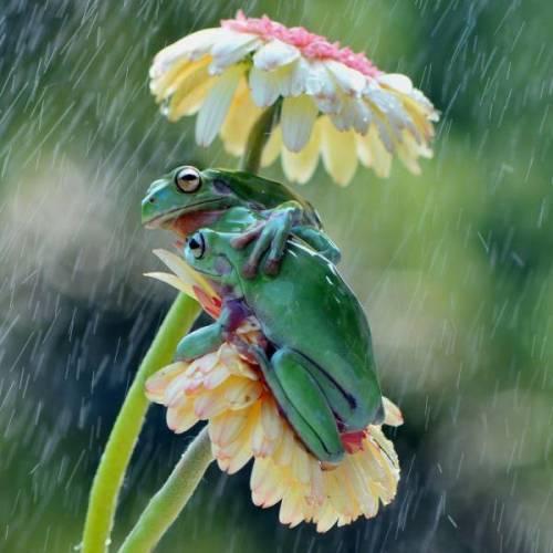 Frogs amphibian cute adorable kawaii animal animals wildlife photography sweet frog froggies froggo