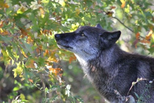 6 month old wolf at Wolf Park Indiana by Christi Sabin